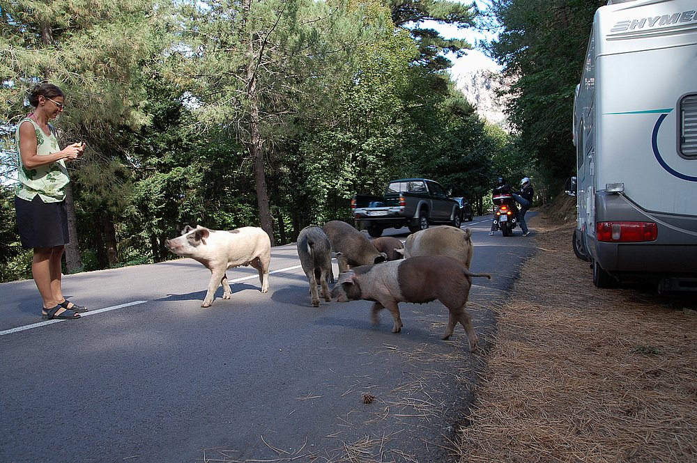 Wilde Schweine unter dem Col de Bavella 3.JPG